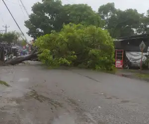Hujan dan Angin Kencang Tumbangkan Pohon di Aceh, Warga Diimbau Waspada