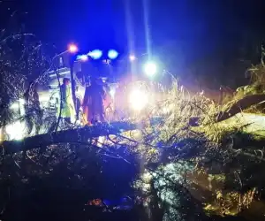 Brimob Aceh Bersihkan Pohon Tumbang Di Lokasi Longsor