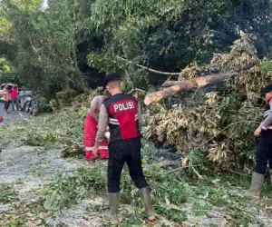 Pohon Tumbang Tutup Badan Jalan Nasional Di Aceh Jaya