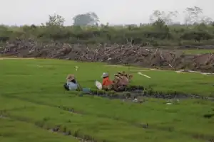 Aceh Jaya Tidak Dapat Alokasi Cetak Sawah Baru Tahun 2025