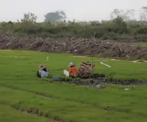 Aceh Jaya Tidak Dapat Alokasi Cetak Sawah Baru Tahun 2025