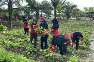 Brimob Aceh Panen Sayuran Di Lahan Pangan Lestari
