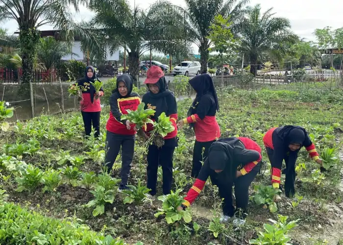 Brimob Aceh Panen Sayuran Di Lahan Pangan Lestari