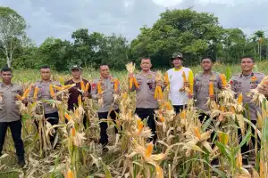 Panen Jagung Brimob Aceh Di Nagan Raya
