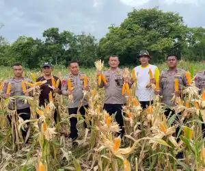Panen Jagung Brimob Aceh Di Nagan Raya