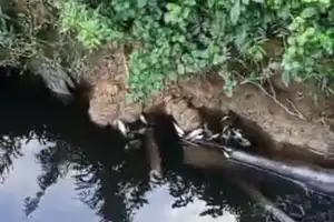 Kejahatan Lingkungan Kembali Terjadi, Ribuan Ikan Mati Mengambang di DAS Alue Gajah Gagak, Perlu Tindakan Tegas
