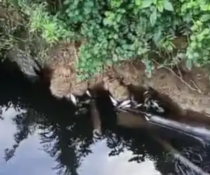 Kejahatan Lingkungan Kembali Terjadi, Ribuan Ikan Mati Mengambang di DAS Alue Gajah Gagak, Perlu Tindakan Tegas