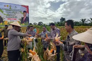 Dukung Ketahanan Pangan, PLN Nusantara Power UP Nagan Raya Ikut Panen Raya Jagung Tumpang Sari Bersama Kapolres