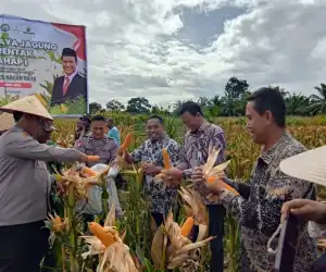 Dukung Ketahanan Pangan, PLN Nusantara Power UP Nagan Raya Ikut Panen Raya Jagung Tumpang Sari Bersama Kapolres