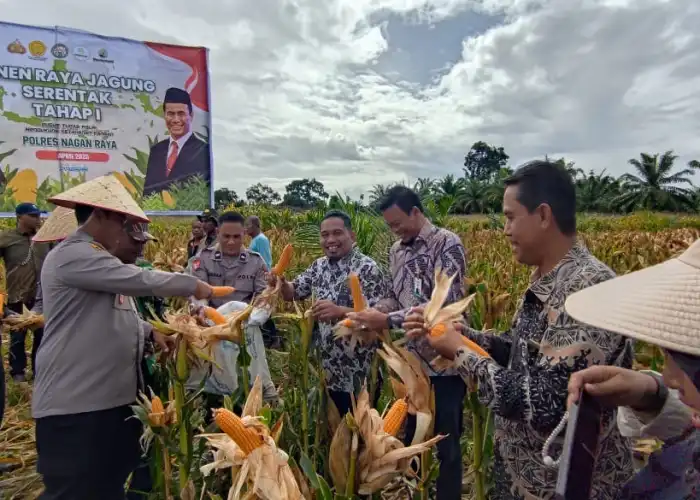 Dukung Ketahanan Pangan, PLN Nusantara Power UP Nagan Raya Ikut Panen Raya Jagung Tumpang Sari Bersama Kapolres