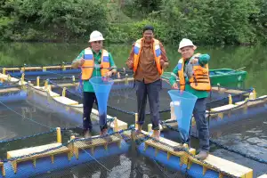 Bekas Galian Tambang Disulap Jadi Keramba Apung, PT BEL dan Warga Panen Ikan Gurami dan Nila