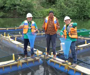 Bekas Galian Tambang Disulap Jadi Keramba Apung, PT BEL dan Warga Panen Ikan Gurami dan Nila