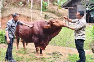 Berbobot 800 KG, Lembu Ini Jadi Hewan Qurban Presiden Prabowo Untuk Aceh Jaya, Dibeli 70 Juta Dari Peternak Lokal