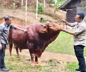 Berbobot 800 KG, Lembu Ini Jadi Hewan Qurban Presiden Prabowo Untuk Aceh Jaya, Dibeli 70 Juta Dari Peternak Lokal