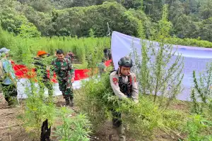 Brimob Polda Aceh Ungkap 25 Hektare Ladang Ganja, Sita 180 Ton Barang Bukti di Nagan Raya