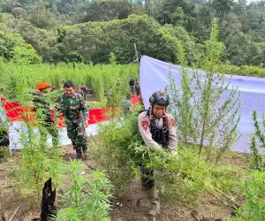 Brimob Polda Aceh Ungkap 25 Hektare Ladang Ganja, Sita 180 Ton Barang Bukti di Nagan Raya