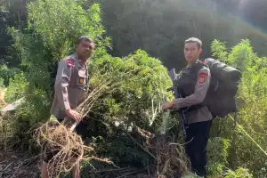 Personel Brimob Batalyon C Pelopor Ikut Musnahkan Ladang Ganja di Gayo Lues Seluas 25 Hektare