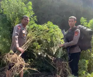 Personel Brimob Batalyon C Pelopor Ikut Musnahkan Ladang Ganja di Gayo Lues Seluas 25 Hektare
