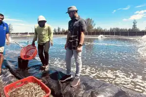 Muhammad Jusuf Darusman (MJD) Serukan Pemerintah Tangani Krisis Harga Udang dan Selamatkan Ekonomi Pesisir Aceh