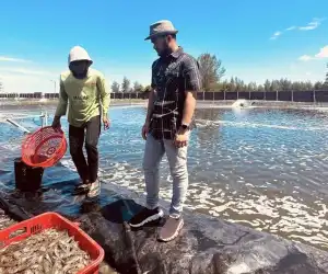 Muhammad Jusuf Darusman (MJD) Serukan Pemerintah Tangani Krisis Harga Udang dan Selamatkan Ekonomi Pesisir Aceh