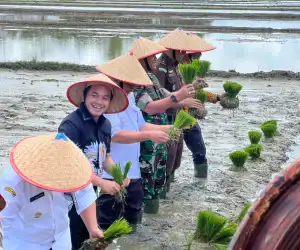Ketua DPRK Nagan Raya Hadiri Kegiatan Tanam Padi Serentak di Desa Puloe Ie