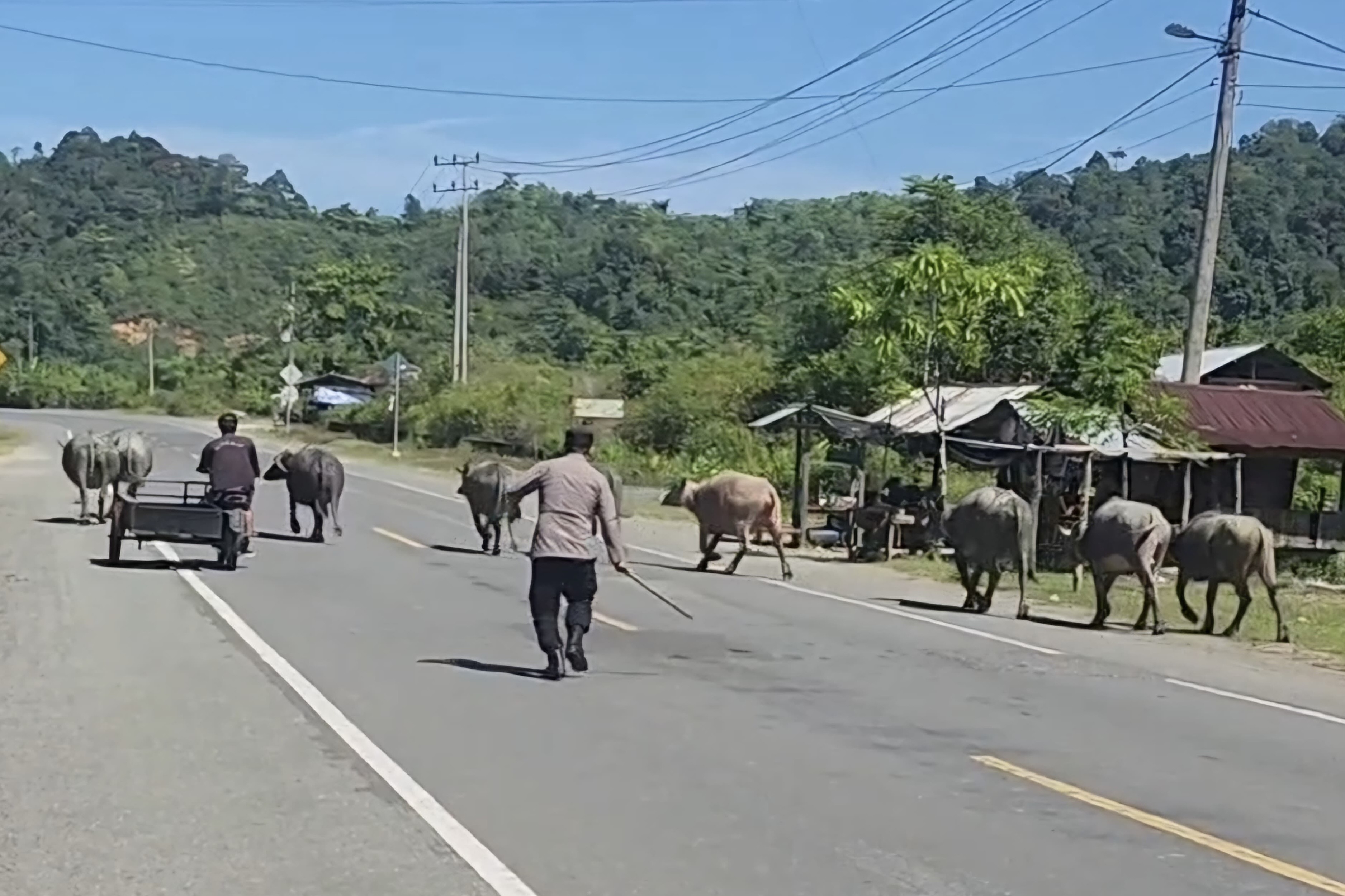 Cegah Kecelakaan,Kapolsek Jaya Turun Langsung Usir Hewan Ternak di Jalan Nasional