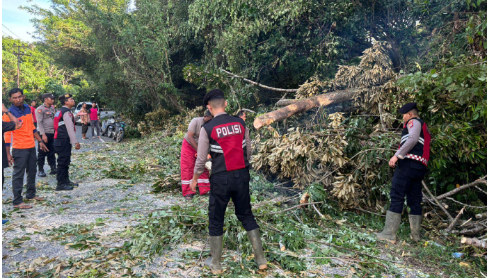 Pohon Tumbang Tutup Badan Jalan Nasional Di Aceh Jaya