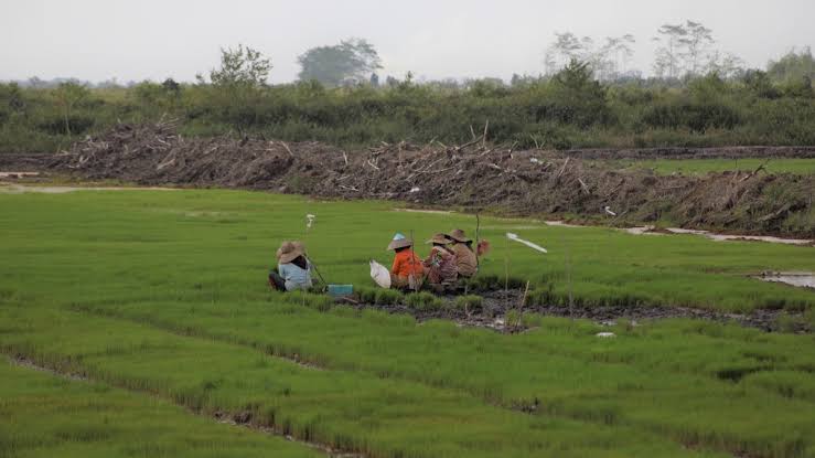 Aceh Jaya Tidak Dapat Alokasi Cetak Sawah Baru Tahun 2025