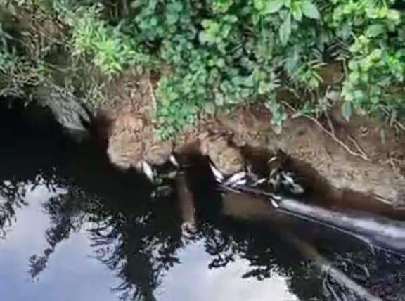 Kejahatan Lingkungan Kembali Terjadi, Ribuan Ikan Mati Mengambang di DAS Alue Gajah Gagak, Perlu Tindakan Tegas