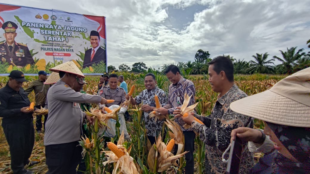Dukung Ketahanan Pangan, PLN Nusantara Power UP Nagan Raya Ikut Panen Raya Jagung Tumpang Sari Bersama Kapolres