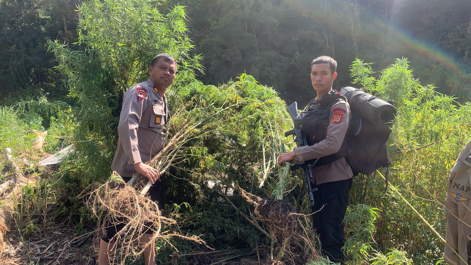 Personel Brimob Batalyon C Pelopor Ikut Musnahkan Ladang Ganja di Gayo Lues Seluas 25 Hektare